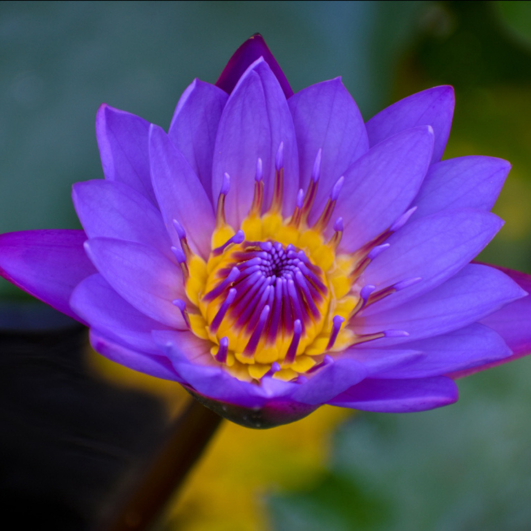Discover the Benefits of Blue Lotus Flower Tea